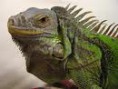 /album/obrazky/leguan-jpg/